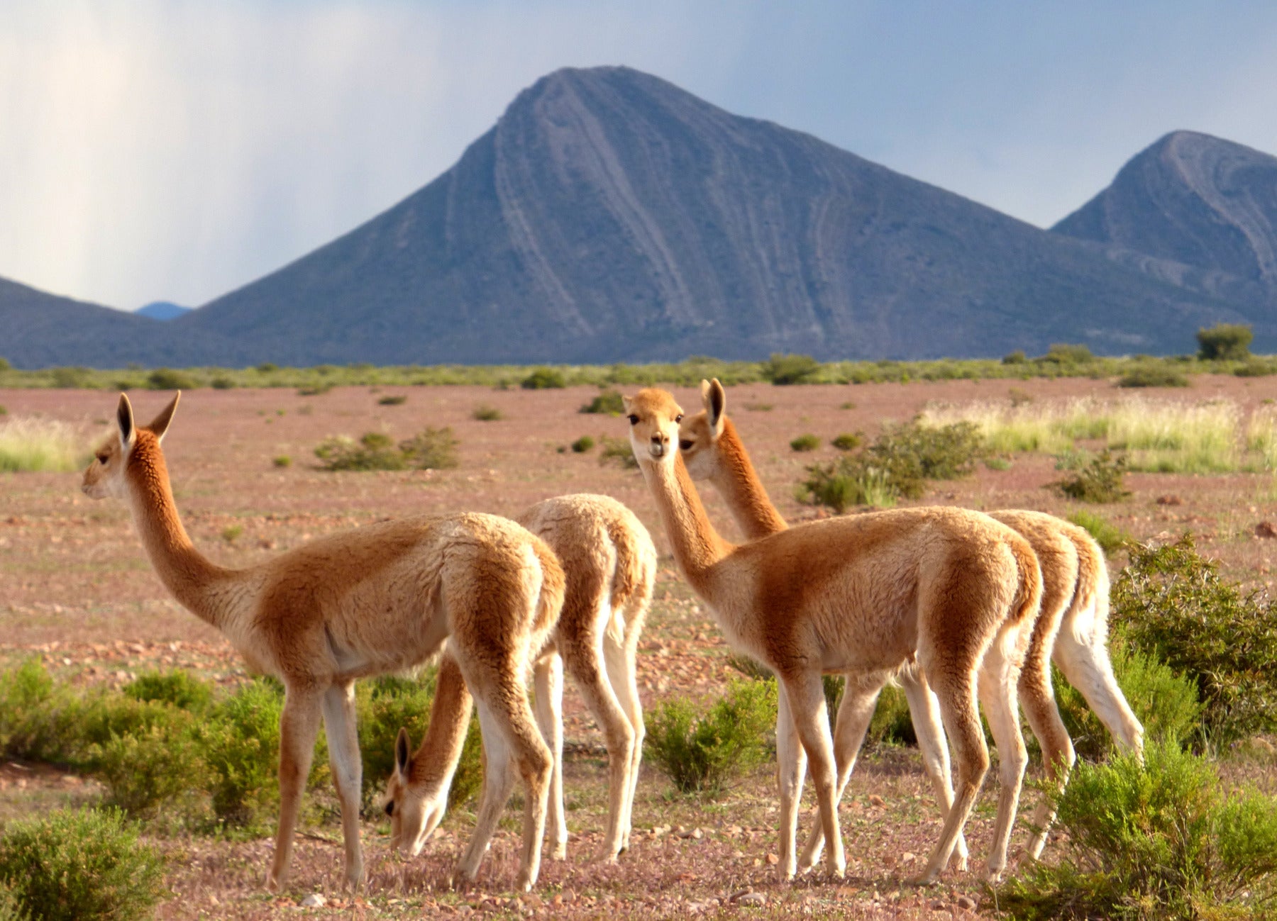 Eine Vicuña-Gruppe im warmen Licht vor einer Berglandschaft.